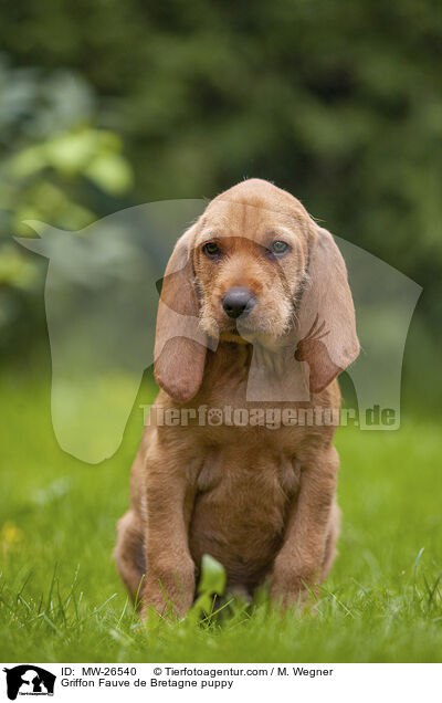 Griffon Fauve de Bretagne puppy / MW-26540