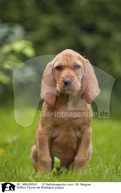 Griffon Fauve de Bretagne puppy / MW-26541