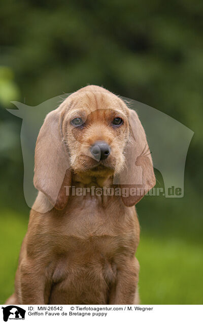 Griffon Fauve de Bretagne puppy / MW-26542