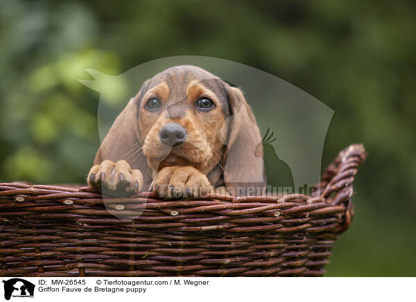 Griffon Fauve de Bretagne puppy / MW-26545