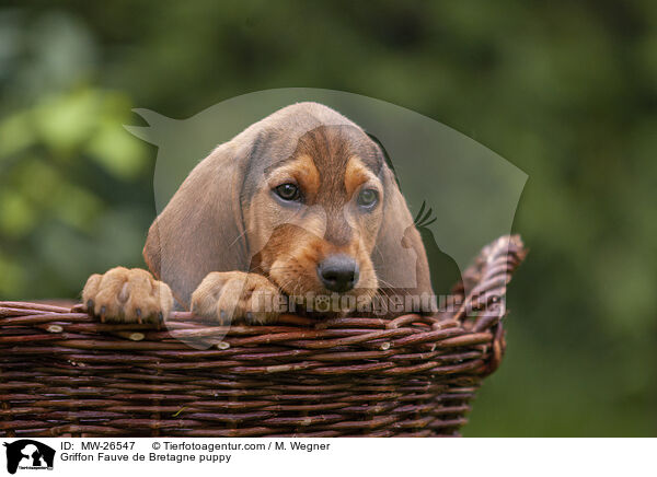 Griffon Fauve de Bretagne puppy / MW-26547