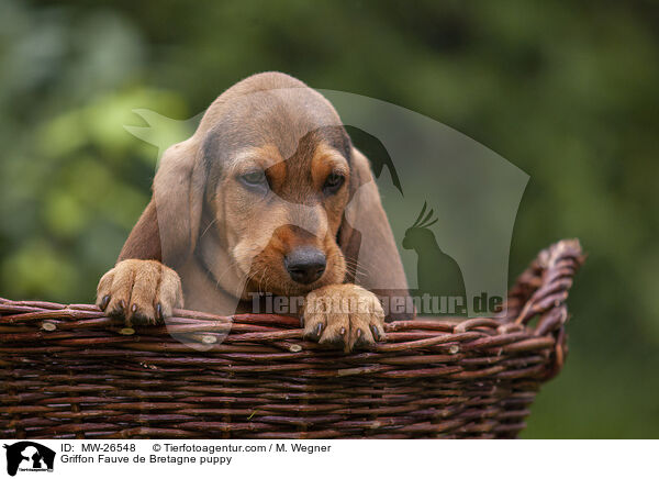 Griffon Fauve de Bretagne puppy / MW-26548