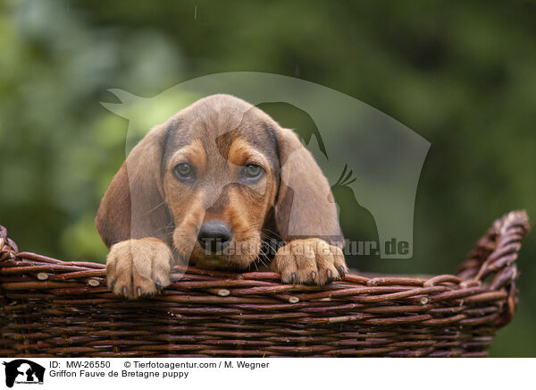 Griffon Fauve de Bretagne puppy / MW-26550