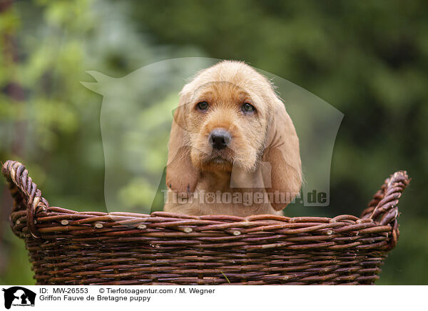 Griffon Fauve de Bretagne puppy / MW-26553