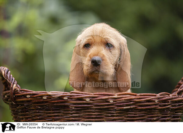 Griffon Fauve de Bretagne puppy / MW-26554