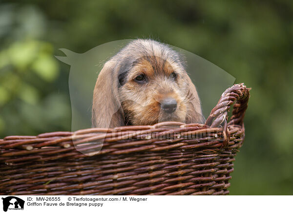 Griffon Fauve de Bretagne puppy / MW-26555