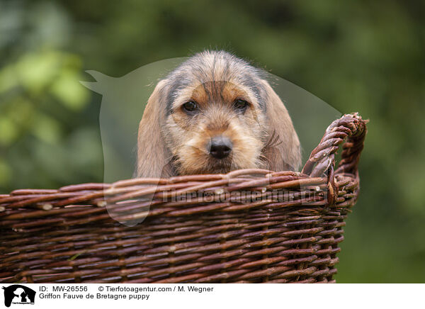 Griffon Fauve de Bretagne puppy / MW-26556
