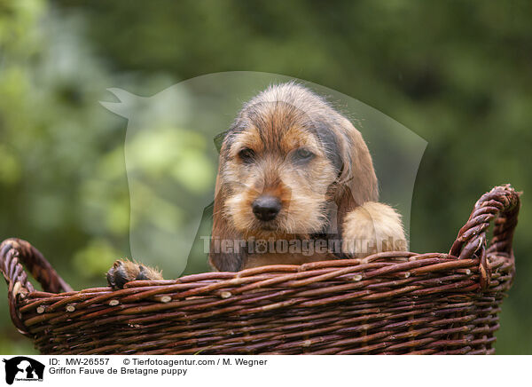 Griffon Fauve de Bretagne puppy / MW-26557