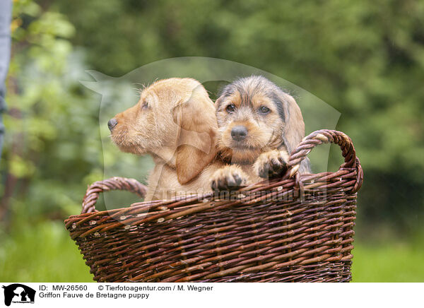 Griffon Fauve de Bretagne puppy / MW-26560