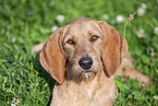 Griffon Fauve de Bretagne on the meadow