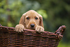 Griffon Fauve de Bretagne puppy