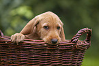 Griffon Fauve de Bretagne puppy