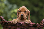 Griffon Fauve de Bretagne puppy