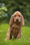 Griffon Fauve de Bretagne puppy