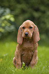 Griffon Fauve de Bretagne puppy