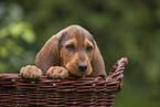 Griffon Fauve de Bretagne puppy