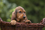 Griffon Fauve de Bretagne puppy