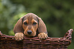 Griffon Fauve de Bretagne puppy