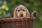 Griffon Fauve de Bretagne puppy