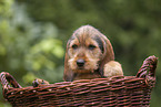 Griffon Fauve de Bretagne puppy