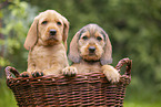 Griffon Fauve de Bretagne puppy