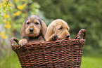 Griffon Fauve de Bretagne puppy