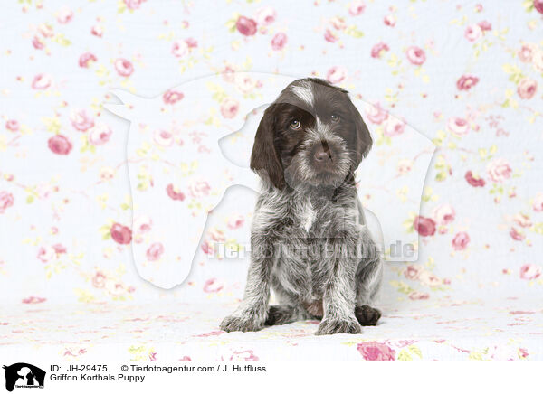 Griffon Korthals Puppy / JH-29475