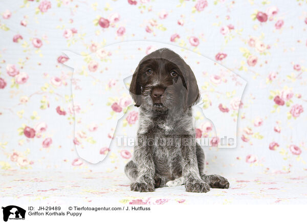 Griffon Korthals Welpe / Griffon Korthals Puppy / JH-29489