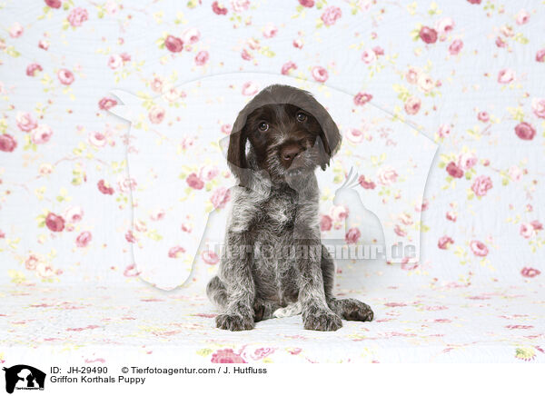 Griffon Korthals Welpe / Griffon Korthals Puppy / JH-29490