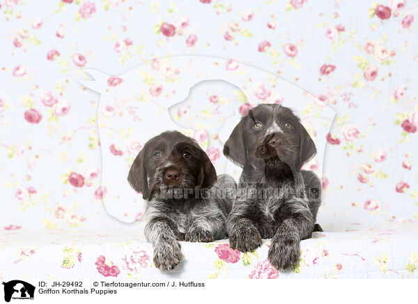 Griffon Korthals Welpen / Griffon Korthals Puppies / JH-29492