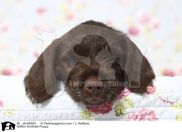 Griffon Korthals Welpe / Griffon Korthals Puppy / JH-29500