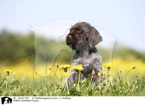 Griffon Korthals Welpe / Griffon Korthals Puppy / JH-31130