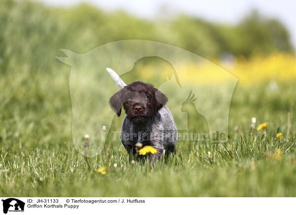 Griffon Korthals Welpe / Griffon Korthals Puppy / JH-31133