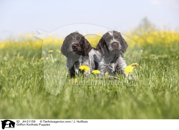 Griffon Korthals Welpen / Griffon Korthals Puppies / JH-31159