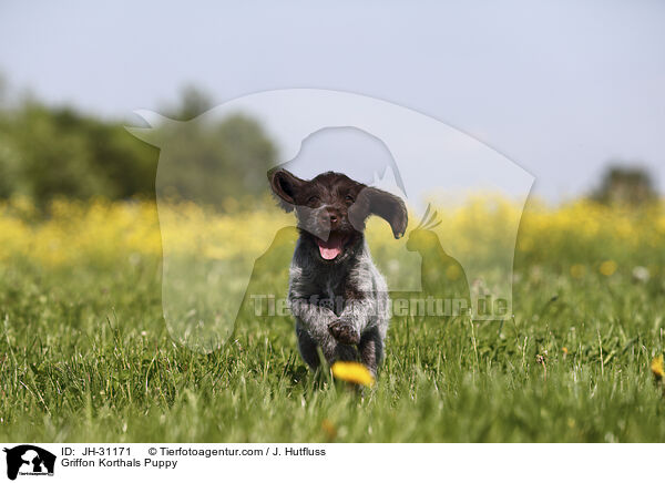Griffon Korthals Welpe / Griffon Korthals Puppy / JH-31171