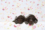 Griffon Korthals Puppies