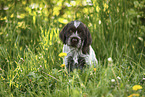 Griffon Korthals Puppy