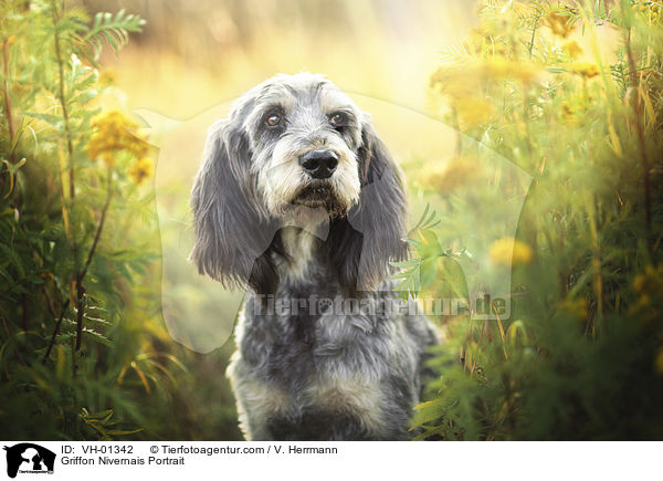 Griffon Nivernais Portrait / Griffon Nivernais Portrait / VH-01342