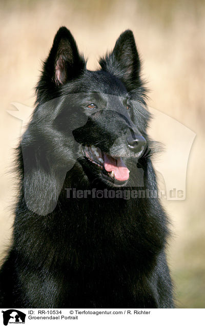 Groenendael Portrait / Groenendael Portrait / RR-10534