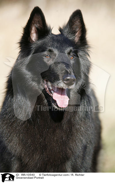 Groenendael Portrait / Groenendael Portrait / RR-10540