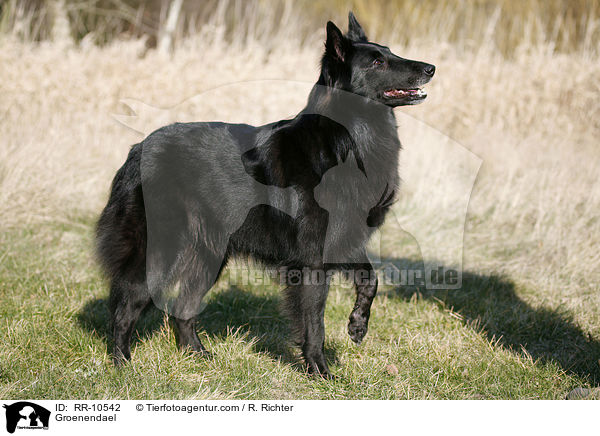Groenendael / Groenendael / RR-10542