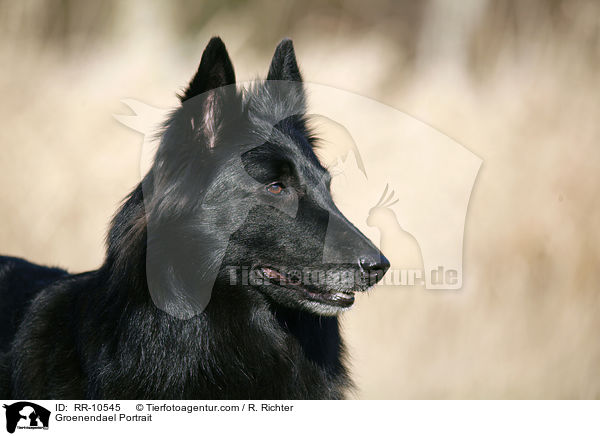 Groenendael Portrait / Groenendael Portrait / RR-10545