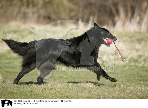 rennender Groenendael / running Groenendael / RR-10596