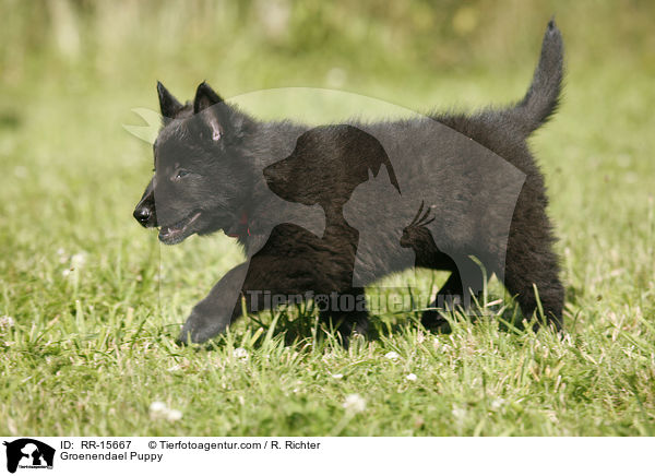 Groenendael Welpe / Groenendael Puppy / RR-15667