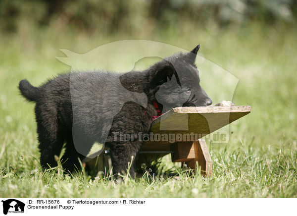 Groenendael Welpe / Groenendael Puppy / RR-15676