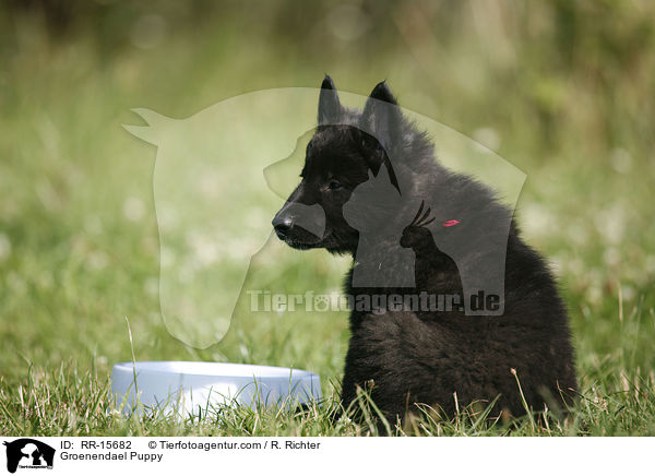 Groenendael Welpe / Groenendael Puppy / RR-15682