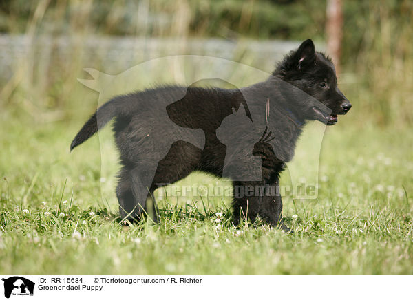Groenendael Welpe / Groenendael Puppy / RR-15684