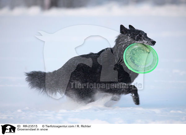 Groenendael im Schnee / Groenendael in snow / RR-23515