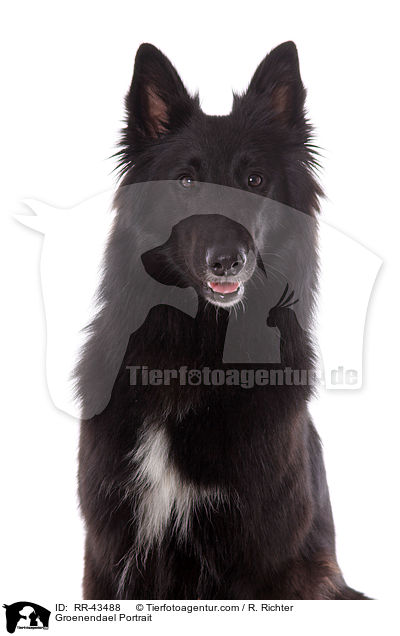 Groenendael Portrait / Groenendael Portrait / RR-43488