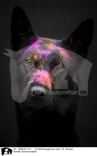 Groenendael Hndin / female Groenendael / SGR-01171
